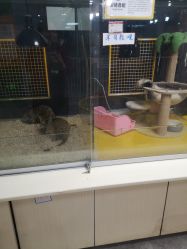 -神奇动物撸宠馆·羊驼·小浣熊·异宠(豫园店)