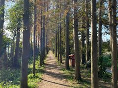-上海长兴岛郊野公园