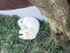 -龙华素斋(龙华路店)