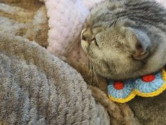 -猫友咖啡店(玉林西路店)