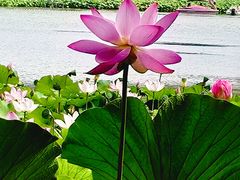 -莲花池公园