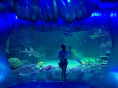 -悉尼海洋生物水族馆