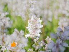 -上海滨江森林公园
