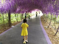 -大塘金香草谷