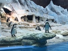 -帝企鹅自助餐厅•儿童岛•真企鹅(长隆企鹅酒店)