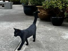 -龙华素斋(龙华路店)