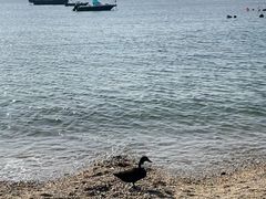 -银沙滩浴场