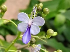 -中国科学院华南植物园
