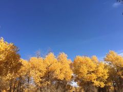 -金塔沙漠胡杨林景区