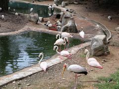 -吉隆坡雀鸟公园