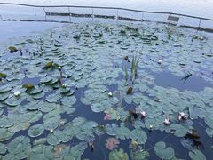 -洛阳市隋唐城遗址植物园