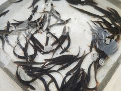 -盘龙黄鳝(盘龙居店)