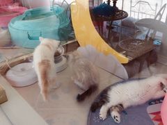-糯米喵星人总部直营旗舰店·猫舍·幼猫出售