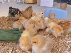 -怪兽屋·羊驼·猫咖·狗咖(俊华广场店)