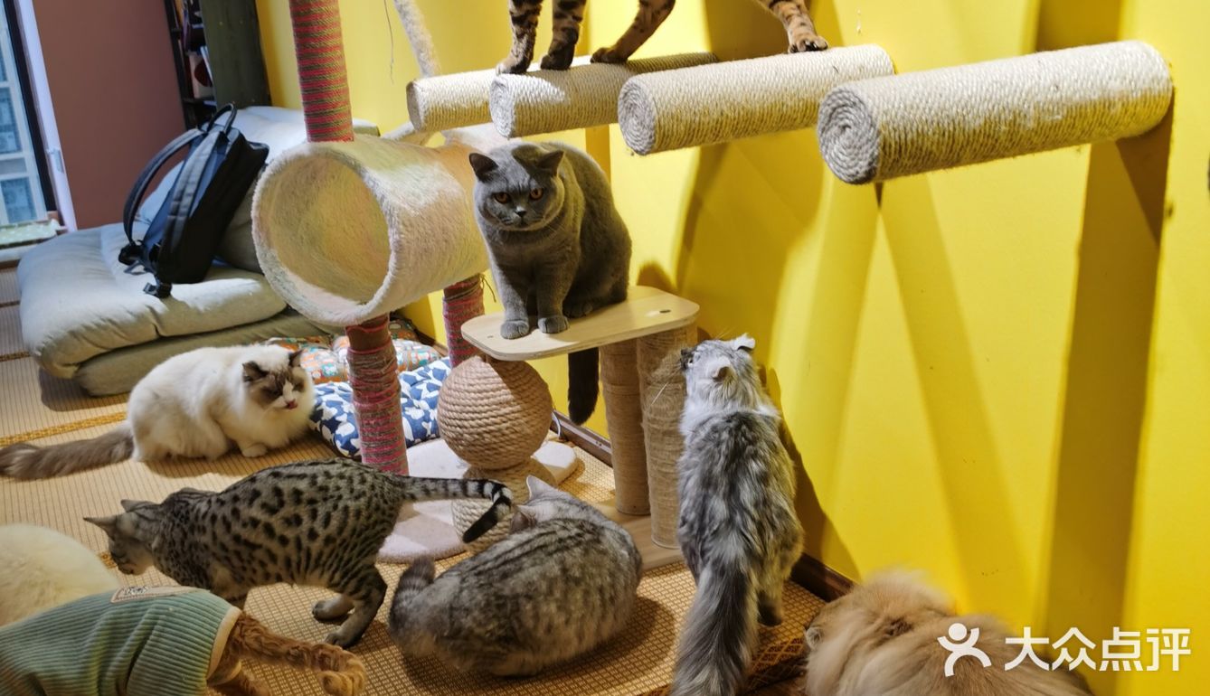 喜欢猫咪不得不来的一家店