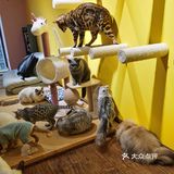 喜欢猫咪不得不来的一家店