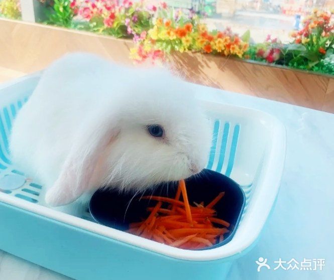 看这里，杭州儿童必来的宠物乐园