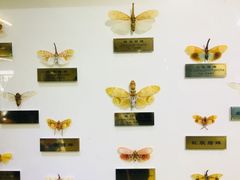 -上海昆虫博物馆