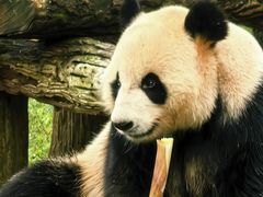 -都江堰中华大熊猫苑
