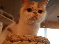 -共舞时光猫咖·狗咖(新街口店)