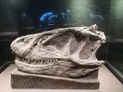 -自贡恐龙博物馆