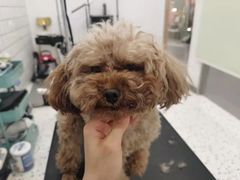 -BABIT巴比特宠物(MOMOPARK店)