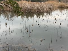 -同里国家湿地公园