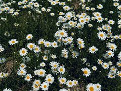 -汉长安城未央宫国家考古遗址公园