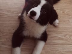 -翊宠yipet猫狗购宠庄园犬舍•猫舍