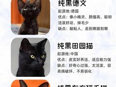 -翊宠yipet猫狗购宠庄园犬舍•猫舍