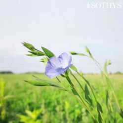 -梵隐SPA