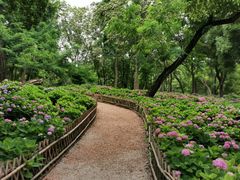 -上海共青森林公园