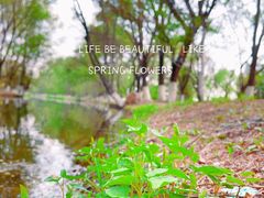 -长白岛森林公园