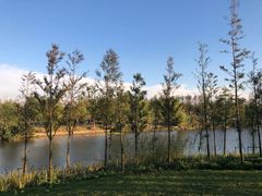 -上海长兴岛郊野公园