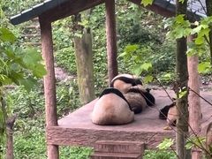 -中国大熊猫保护研究中心雅安碧峰峡基地