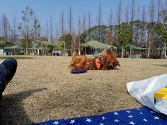 -上海长兴岛郊野公园