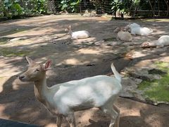 -深圳野生动物园