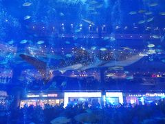 -成都浩海立方海洋公园