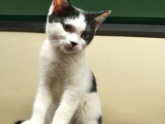 -猫咪博物馆(顶澳仔猫街店)