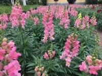 -广东花都香草世界旅游度假区
