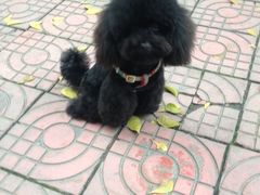 -芭比堂动物医院·24小时·眼科中心(深圳中心)