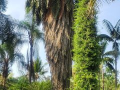 -中国科学院西双版纳热带植物园