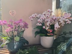 -曲阳花鸟市场(曲阳路店)