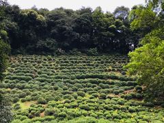 -杭州西湖风景名胜区-三生石