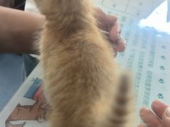 -顺强宠物诊所·狂犬免疫·夜诊·骨科(嘉定店)