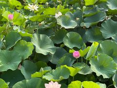 -莲花池公园