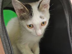 -瑞鹏瑞爱宠物医院·全科·猫科·血液透析中心(龙头寺店)