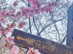 -桃花堤公园