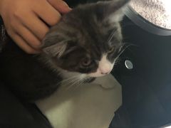 -瑞派福兴宠物医院犬猫全科·骨科·中西医结合(河东店)