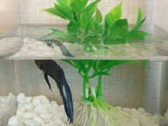 android_upload_pic-桔子酒店(上海西藏北路地铁站店)